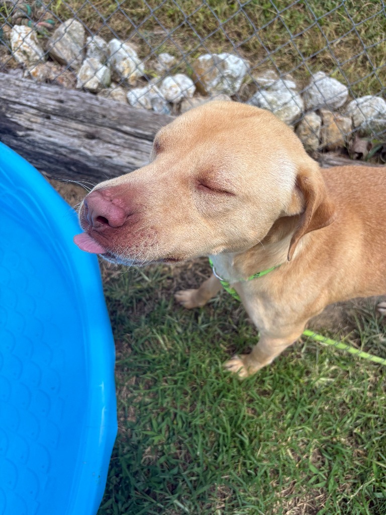Caramel-Adoptable Awaiting S/N