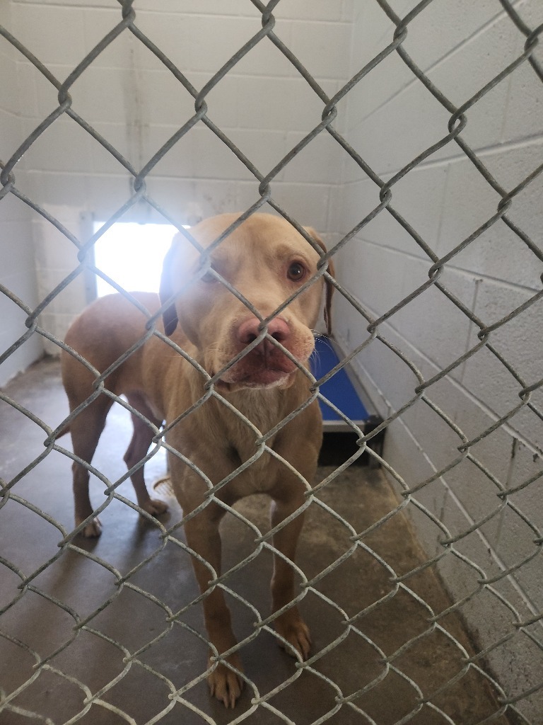 Caramel-Adoptable Awaiting S/N