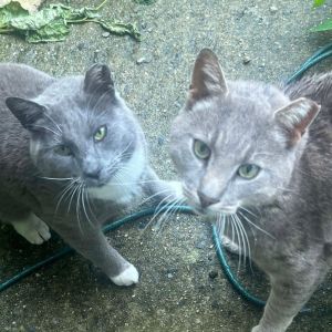Mr. Grey and Stockings: Courtesy Post Domestic Short Hair Cat