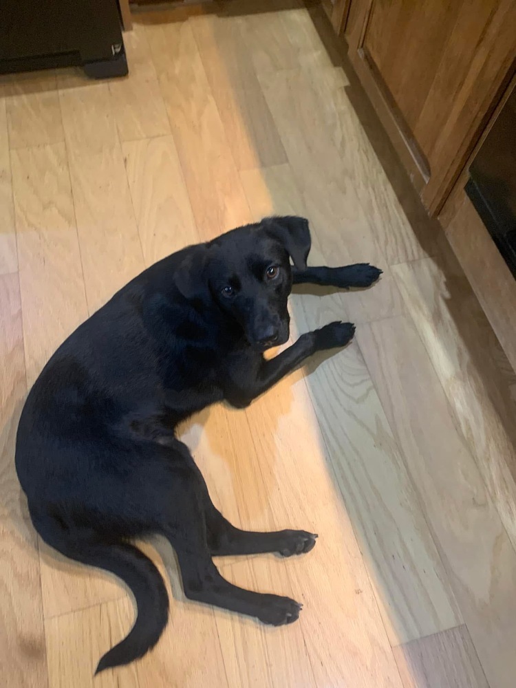 Archie