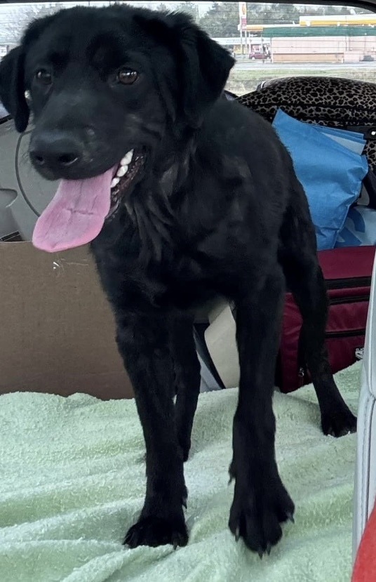 Archie