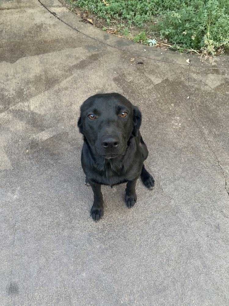 Archie