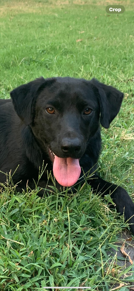 Archie