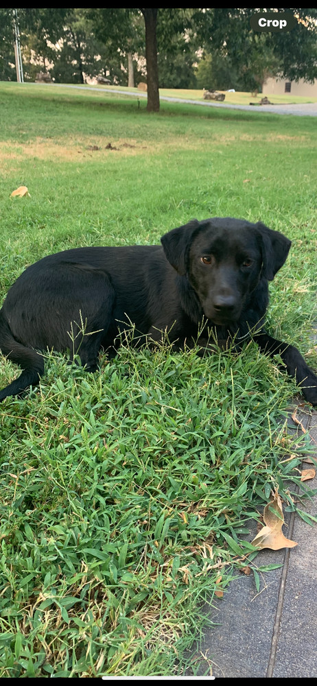 Archie