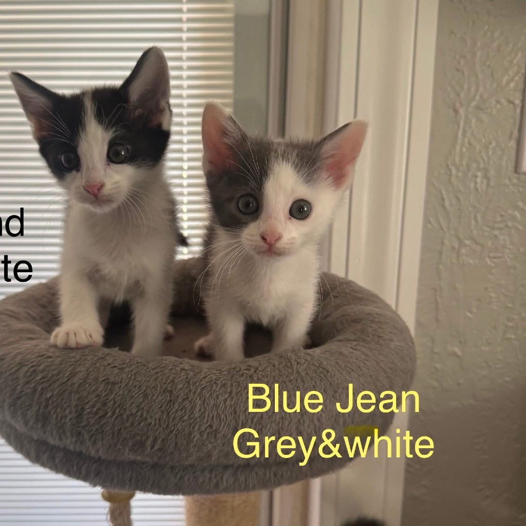 Blue Jeans