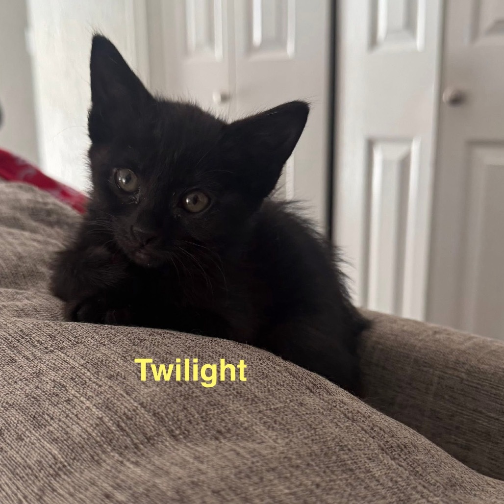 Twilight