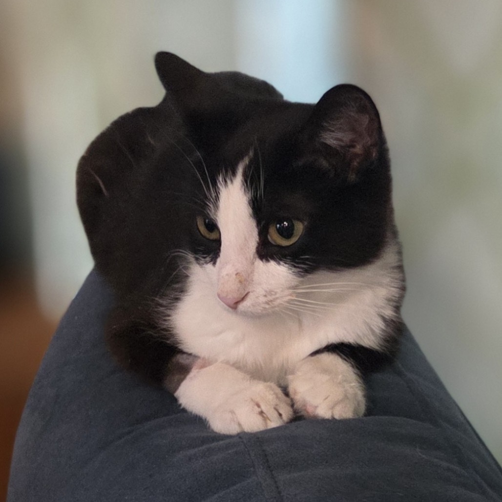 Cracklin' Rosie