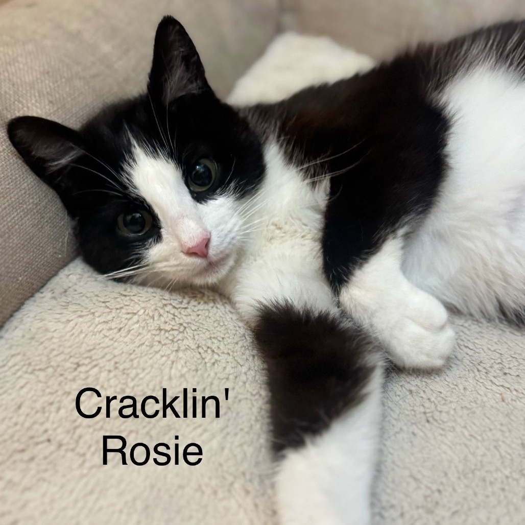 Cracklin' Rosie
