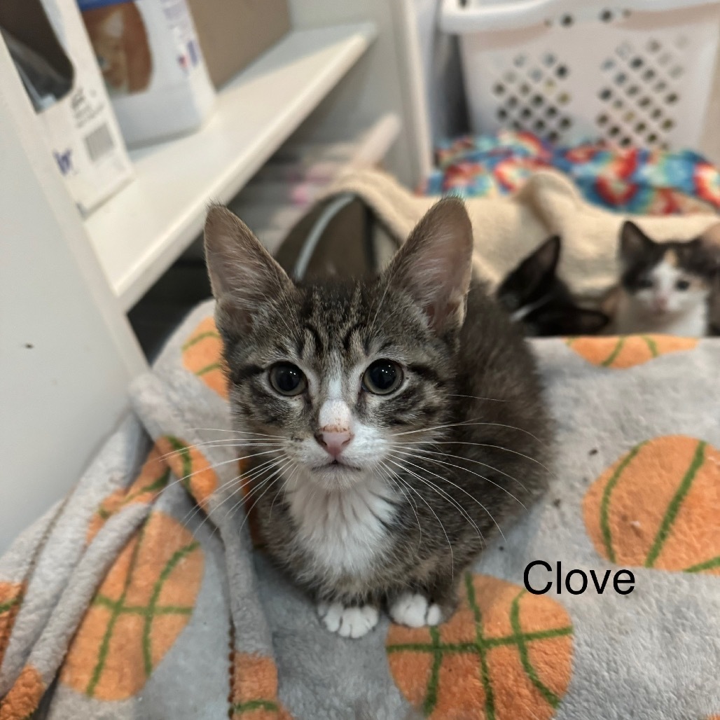 Clove
