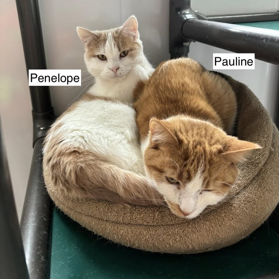 Penelope (bonded to Pauline)