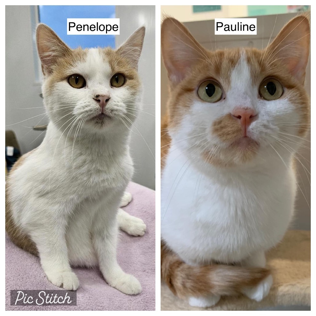 Penelope (bonded to Pauline)