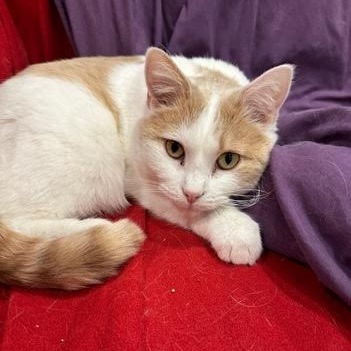Penelope (bonded to Pauline)