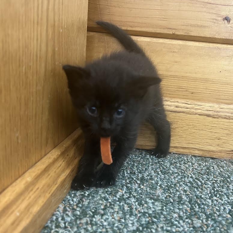 Onyx