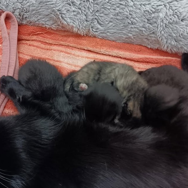 Onyx