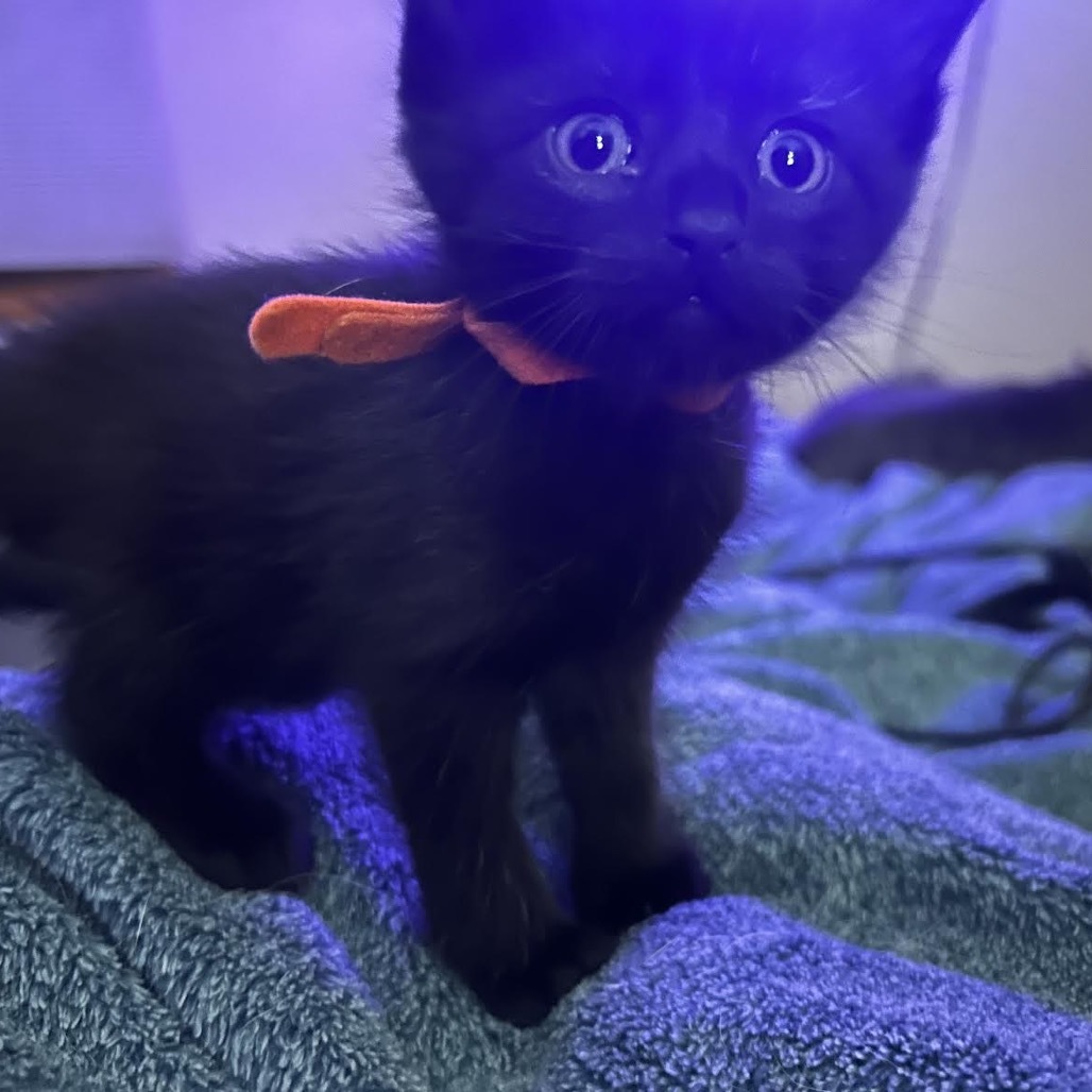 Onyx