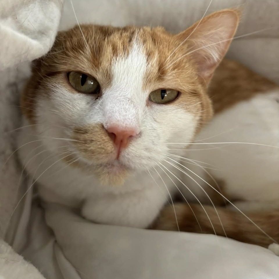 Pauline (bonded to Penelope)