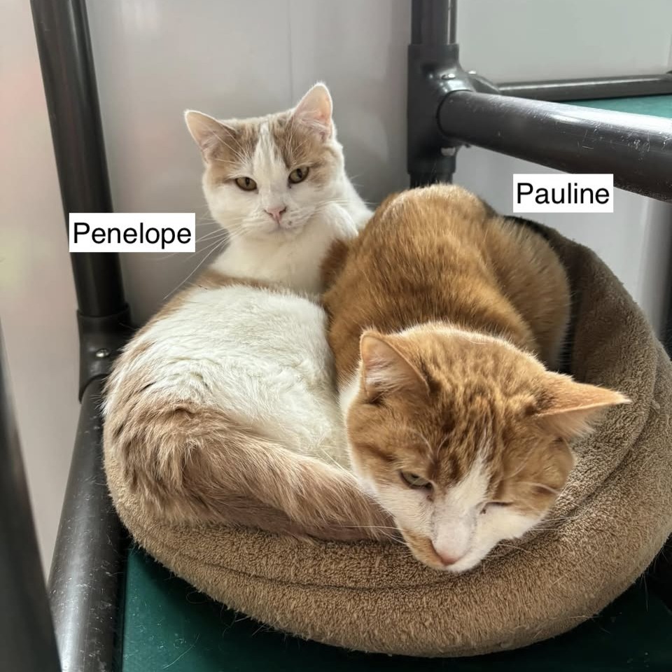 Pauline (bonded to Penelope)