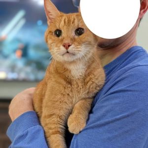 Pumpkin, Senior Male Domestic Short Hair