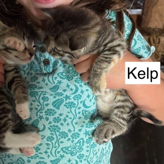 Kelp