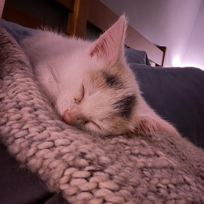 Cream Puff