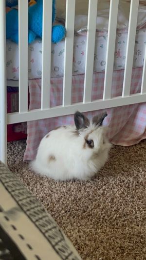 Appa, Adult Female American Fuzzy Lop