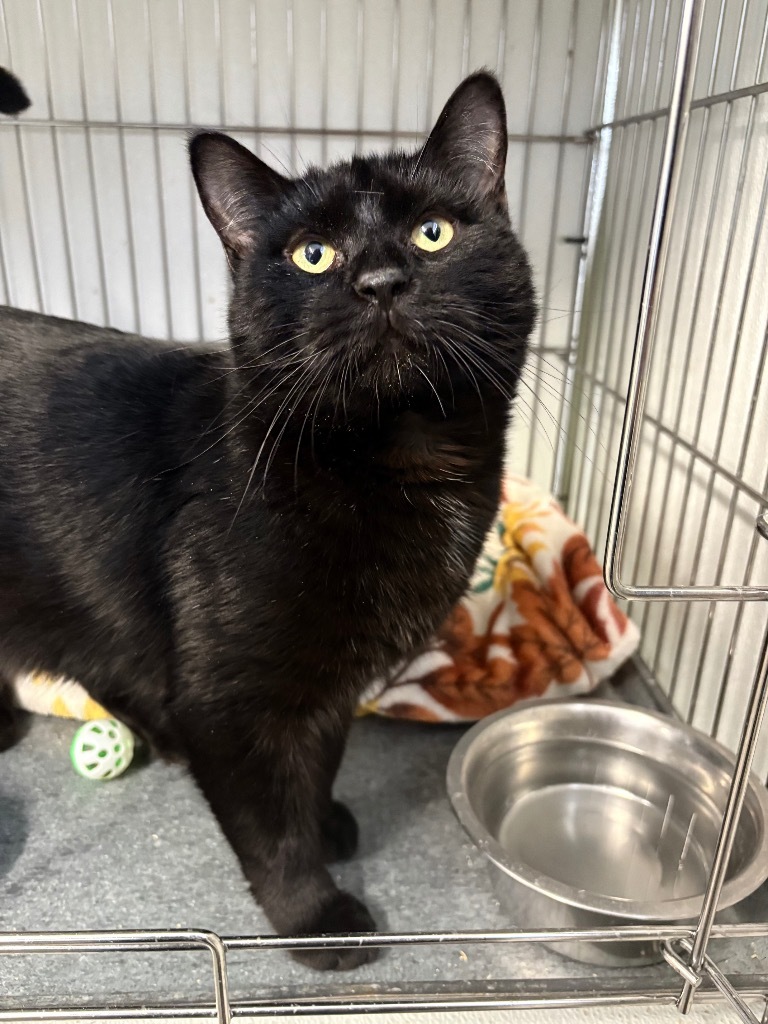 Jackson, an adoptable Domestic Short Hair in Rock Springs, WY, 82901 | Photo Image 1