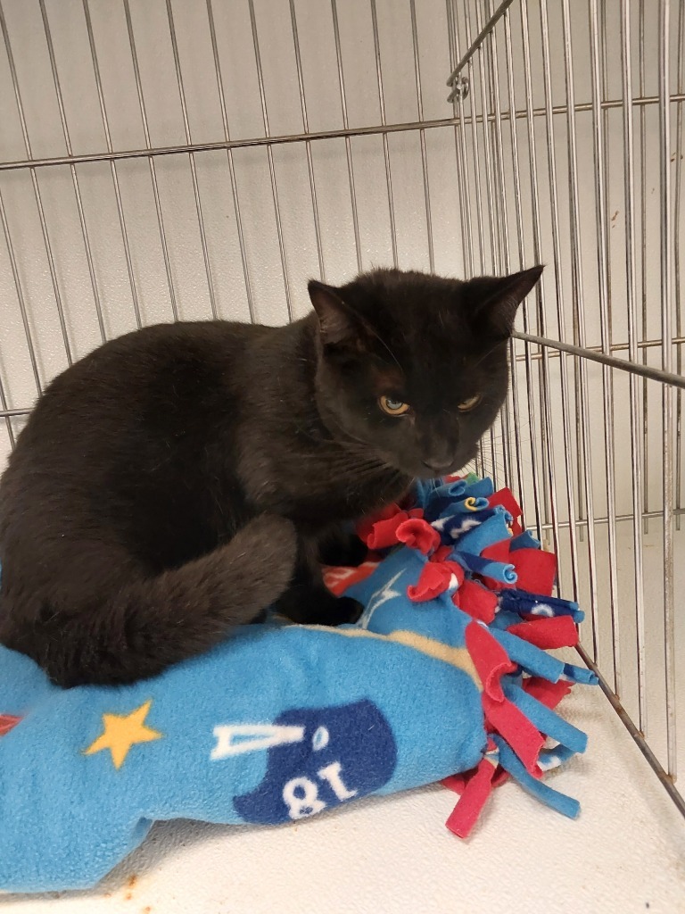 Jackson, an adoptable Domestic Short Hair in Rock Springs, WY, 82901 | Photo Image 2