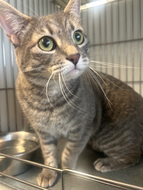 Winnie, an adoptable Domestic Medium Hair in Rock Springs, WY, 82901 | Photo Image 1