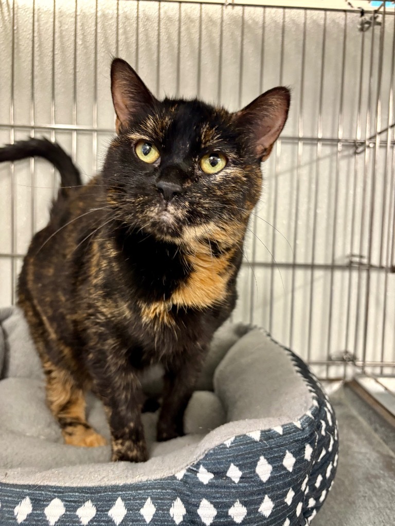 Atty, an adoptable Domestic Medium Hair in Rock Springs, WY, 82901 | Photo Image 1