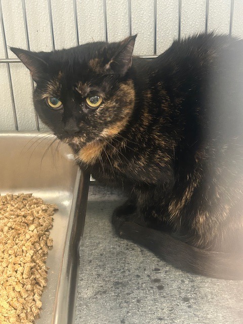 Atty, an adoptable Domestic Medium Hair in Rock Springs, WY, 82901 | Photo Image 2
