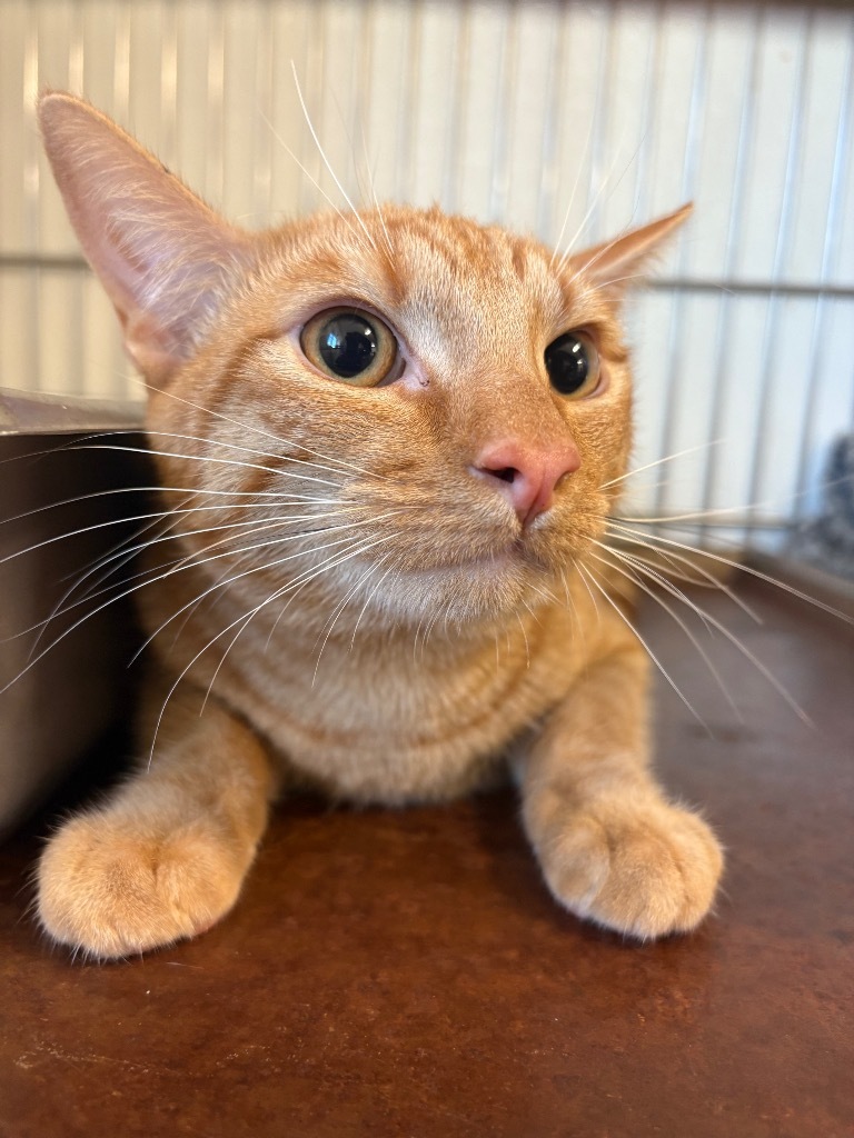 Carter, an adoptable Domestic Short Hair in Rock Springs, WY, 82901 | Photo Image 1