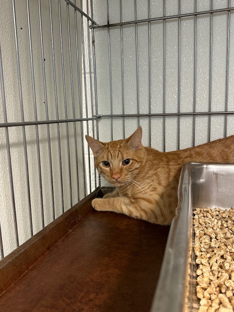 Carter, an adoptable Domestic Short Hair in Rock Springs, WY, 82901 | Photo Image 2