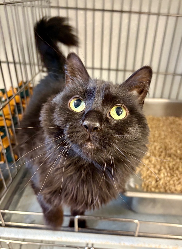 Luci, an adoptable Domestic Long Hair in Rock Springs, WY, 82901 | Photo Image 1