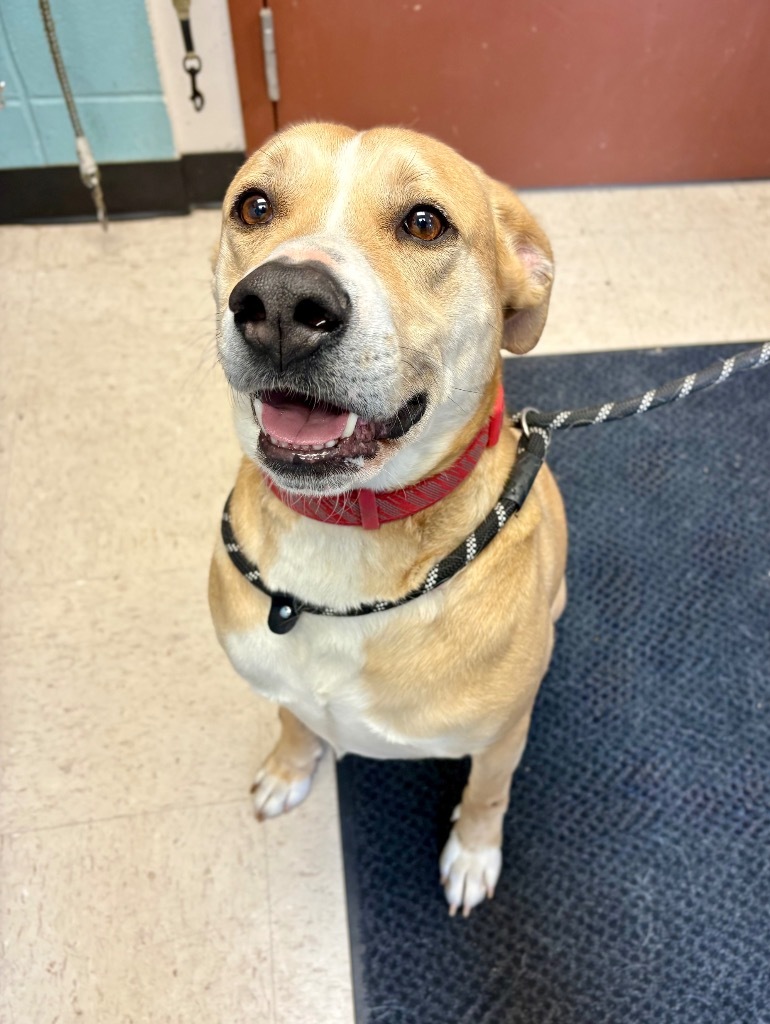 Gremlin, an adoptable Labrador Retriever, Pit Bull Terrier in Rock Springs, WY, 82901 | Photo Image 1