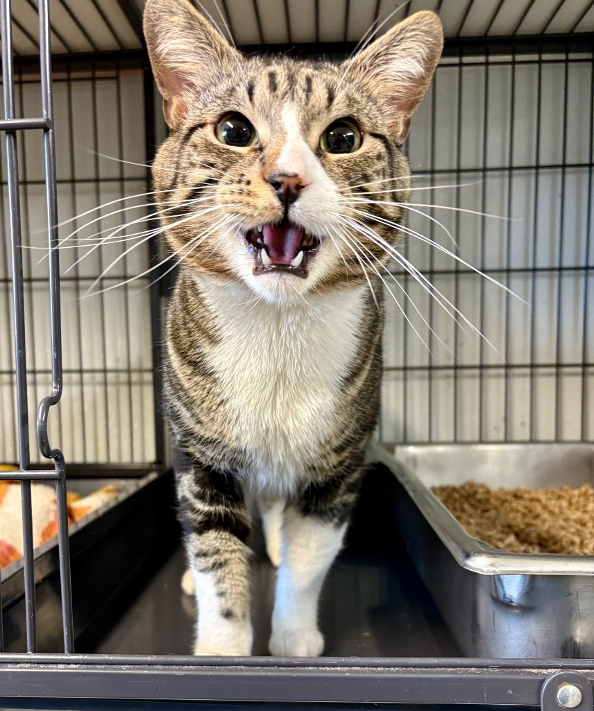 Axel, an adoptable Domestic Medium Hair in Rock Springs, WY, 82901 | Photo Image 1