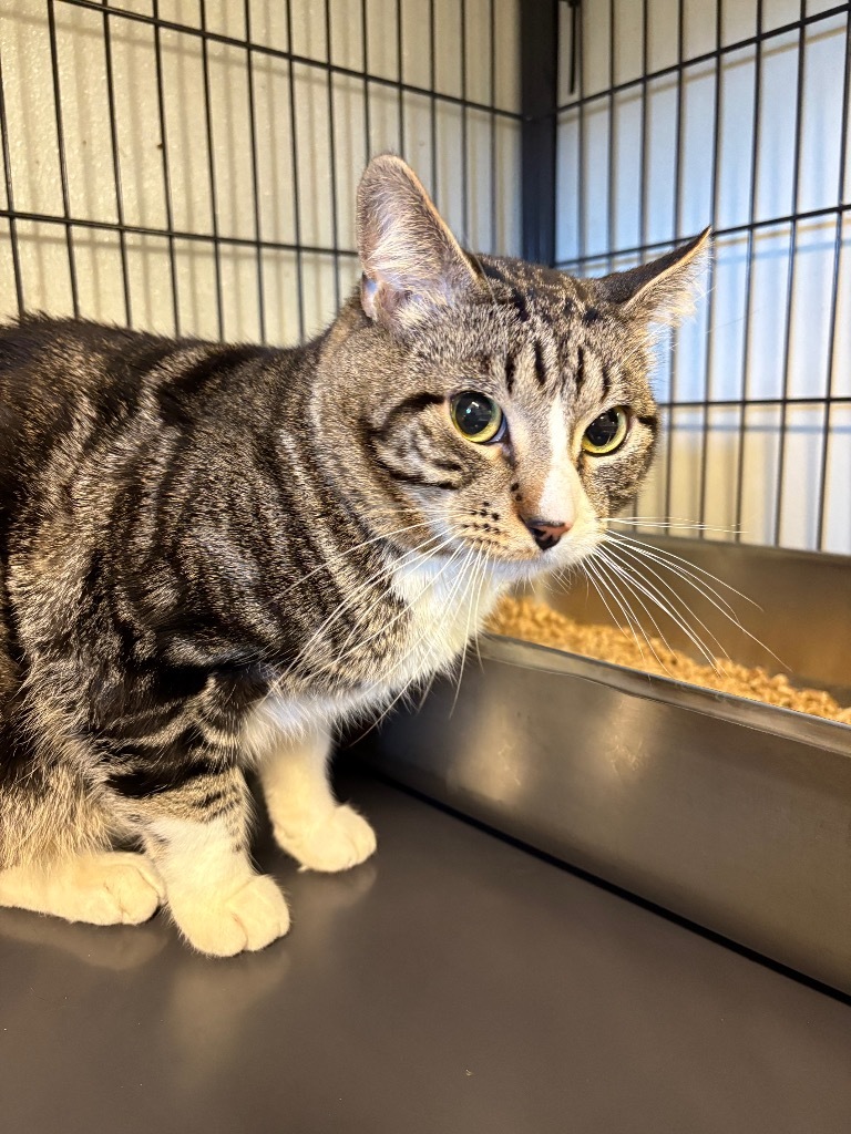 Axel, an adoptable Domestic Medium Hair in Rock Springs, WY, 82901 | Photo Image 2