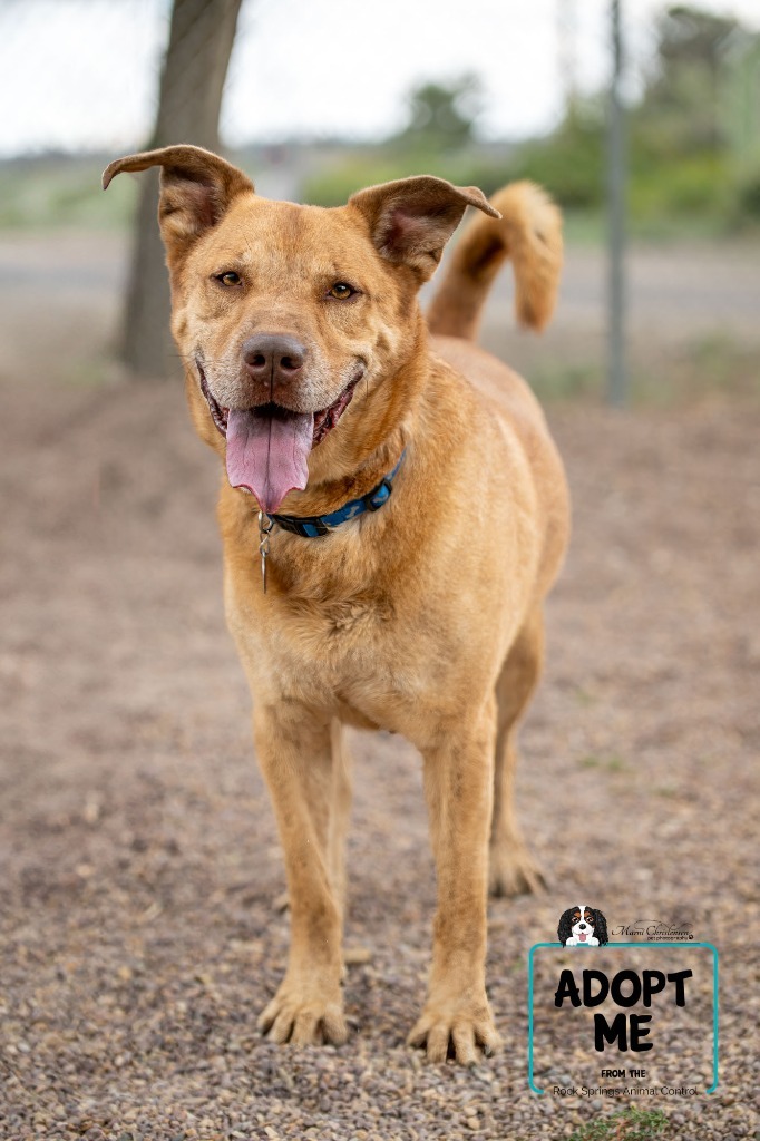 Frankie, an adoptable Labrador Retriever, Pit Bull Terrier in Rock Springs, WY, 82901 | Photo Image 1