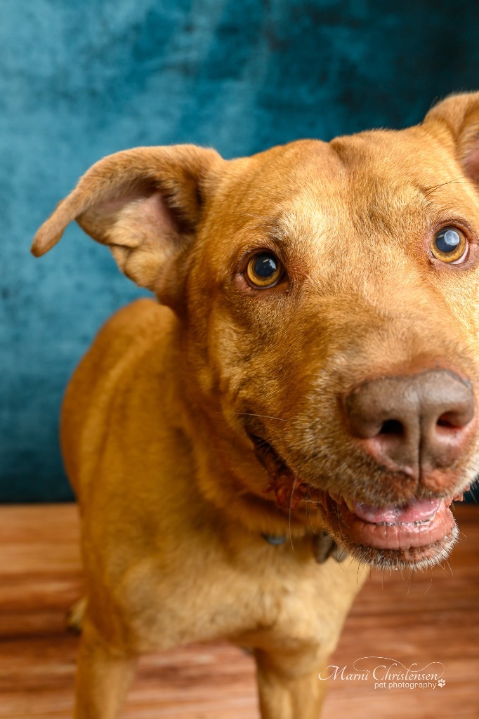 Frankie, an adoptable Labrador Retriever, Pit Bull Terrier in Rock Springs, WY, 82901 | Photo Image 3