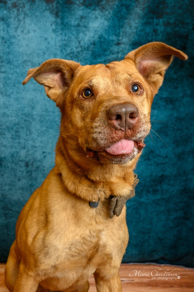 Frankie, an adoptable Labrador Retriever, Pit Bull Terrier in Rock Springs, WY, 82901 | Photo Image 4