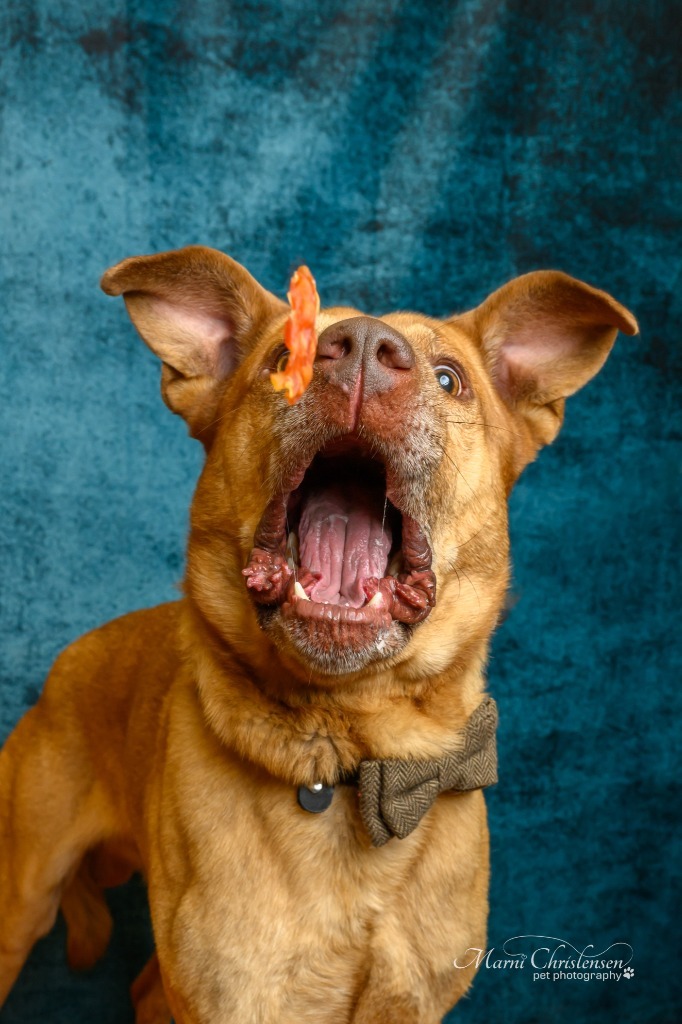 Frankie, an adoptable Labrador Retriever, Pit Bull Terrier in Rock Springs, WY, 82901 | Photo Image 5