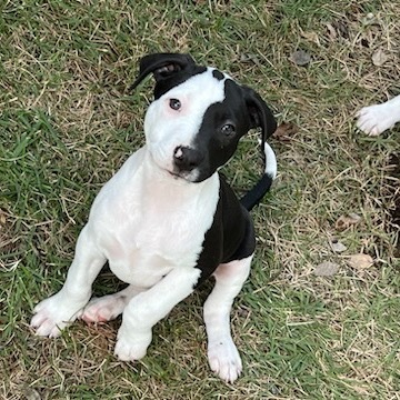 Vintage Candy Litter: Razzle, an adoptable Mixed Breed in Keaau, HI, 96749 | Photo Image 1