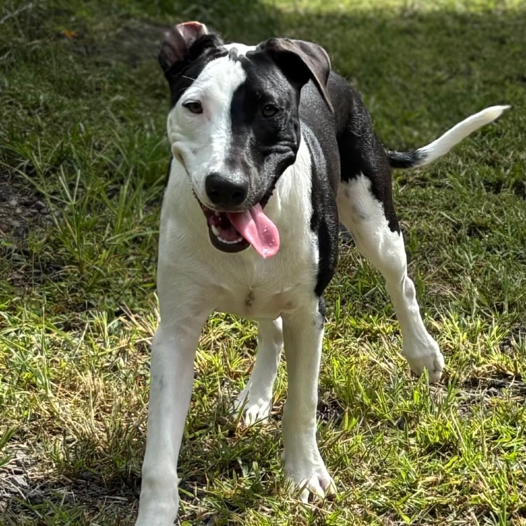 Vintage Candy Litter: Razzle (COH-A-62719), an adoptable Mixed Breed in Keaau, HI, 96749 | Photo Image 2
