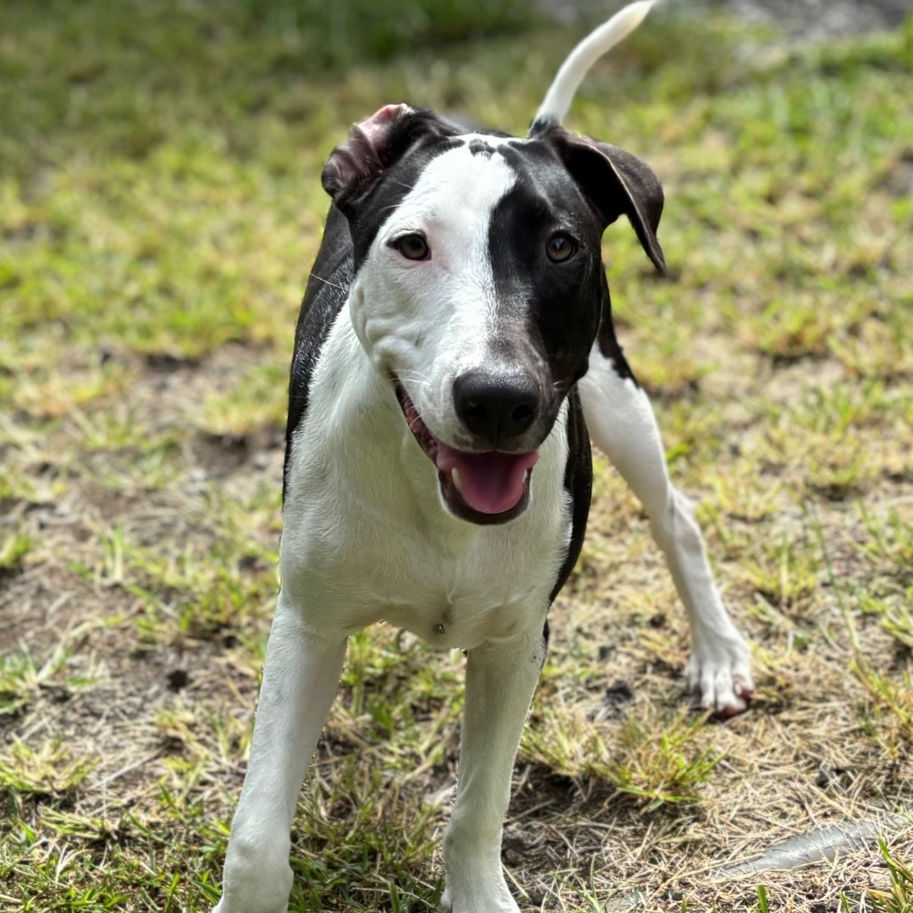 Vintage Candy Litter: Razzle (COH-A-62719), an adoptable Mixed Breed in Keaau, HI, 96749 | Photo Image 3