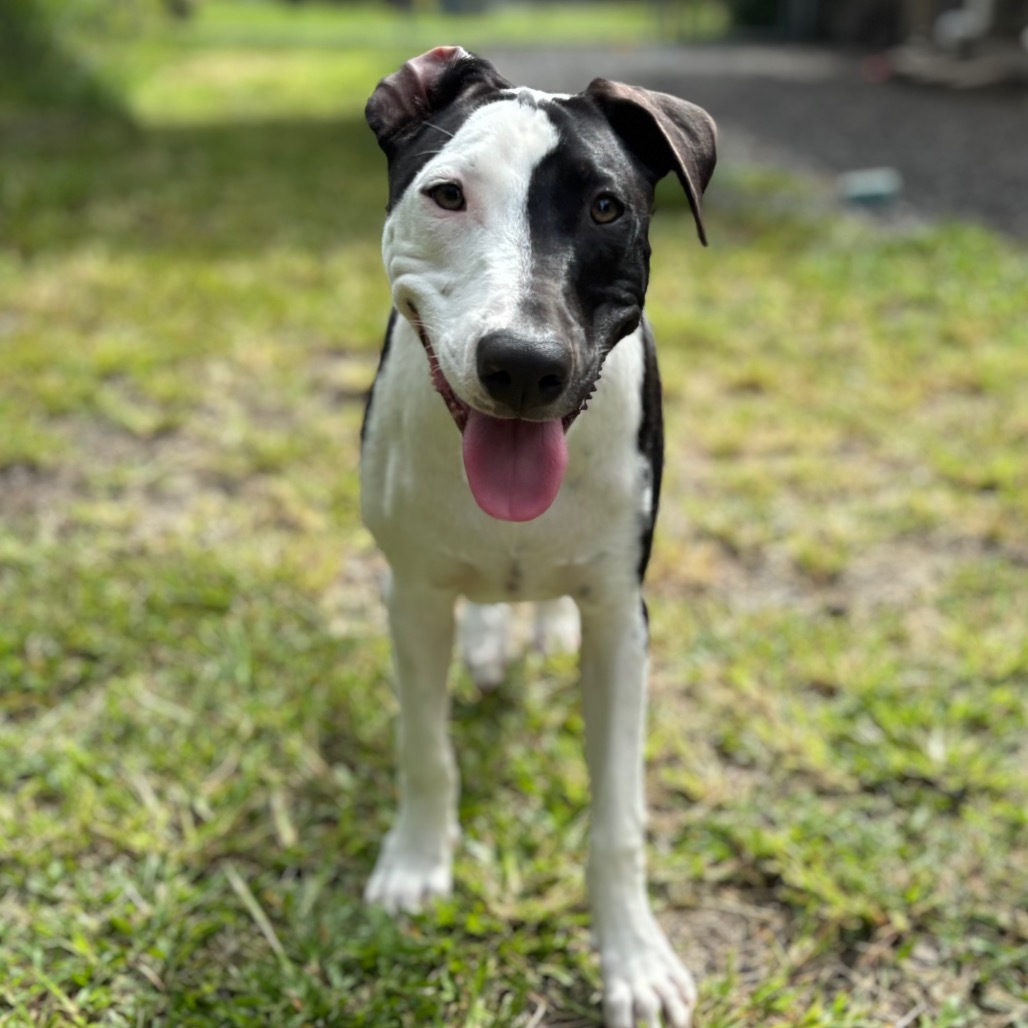 Vintage Candy Litter: Razzle, an adoptable Mixed Breed in Keaau, HI, 96749 | Photo Image 4
