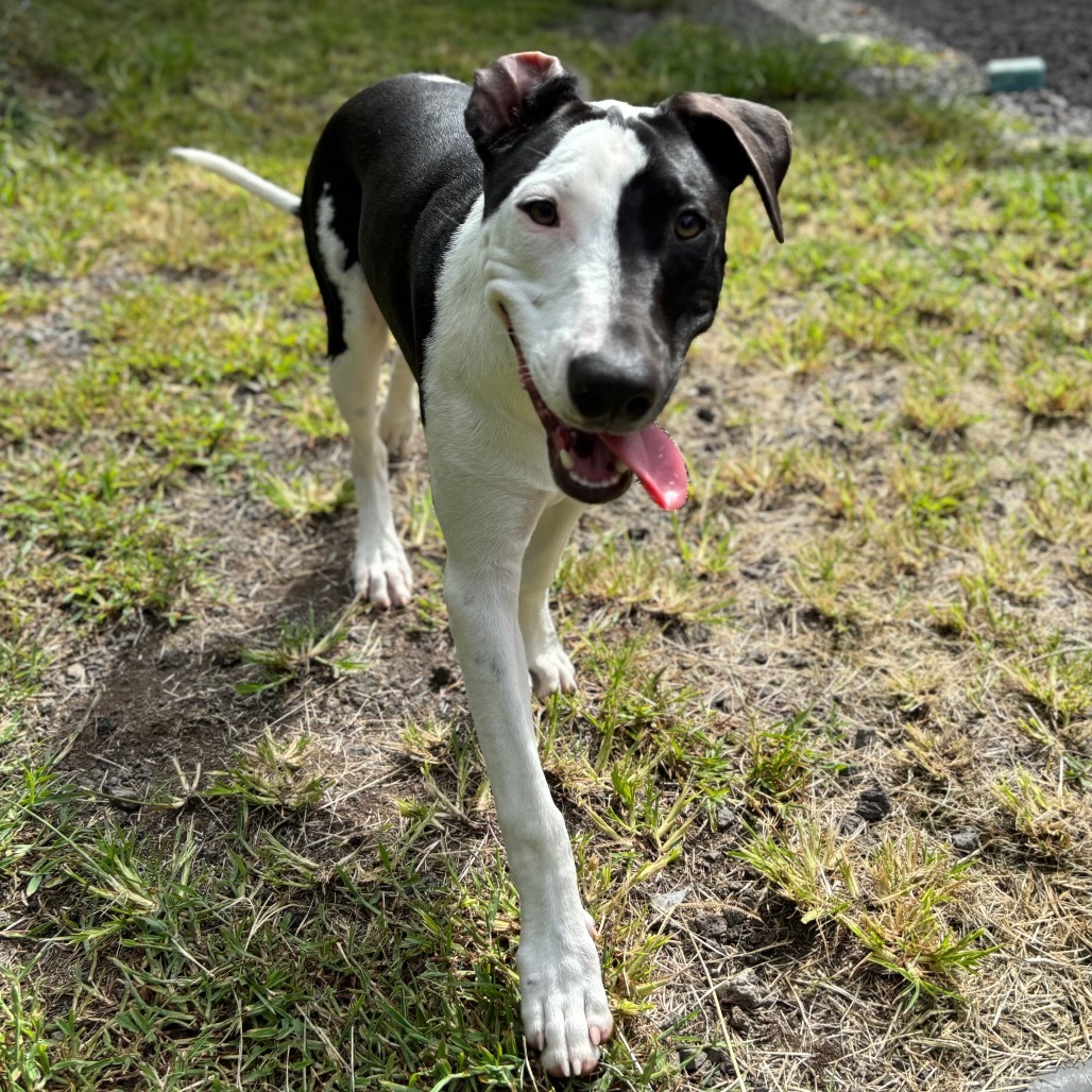 Vintage Candy Litter: Razzle (COH-A-62719), an adoptable Mixed Breed in Keaau, HI, 96749 | Photo Image 5