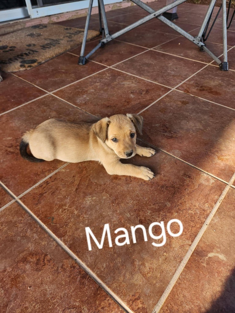 Mango