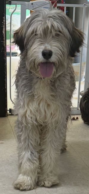 Pearl, Adult Female Lhasa Apso