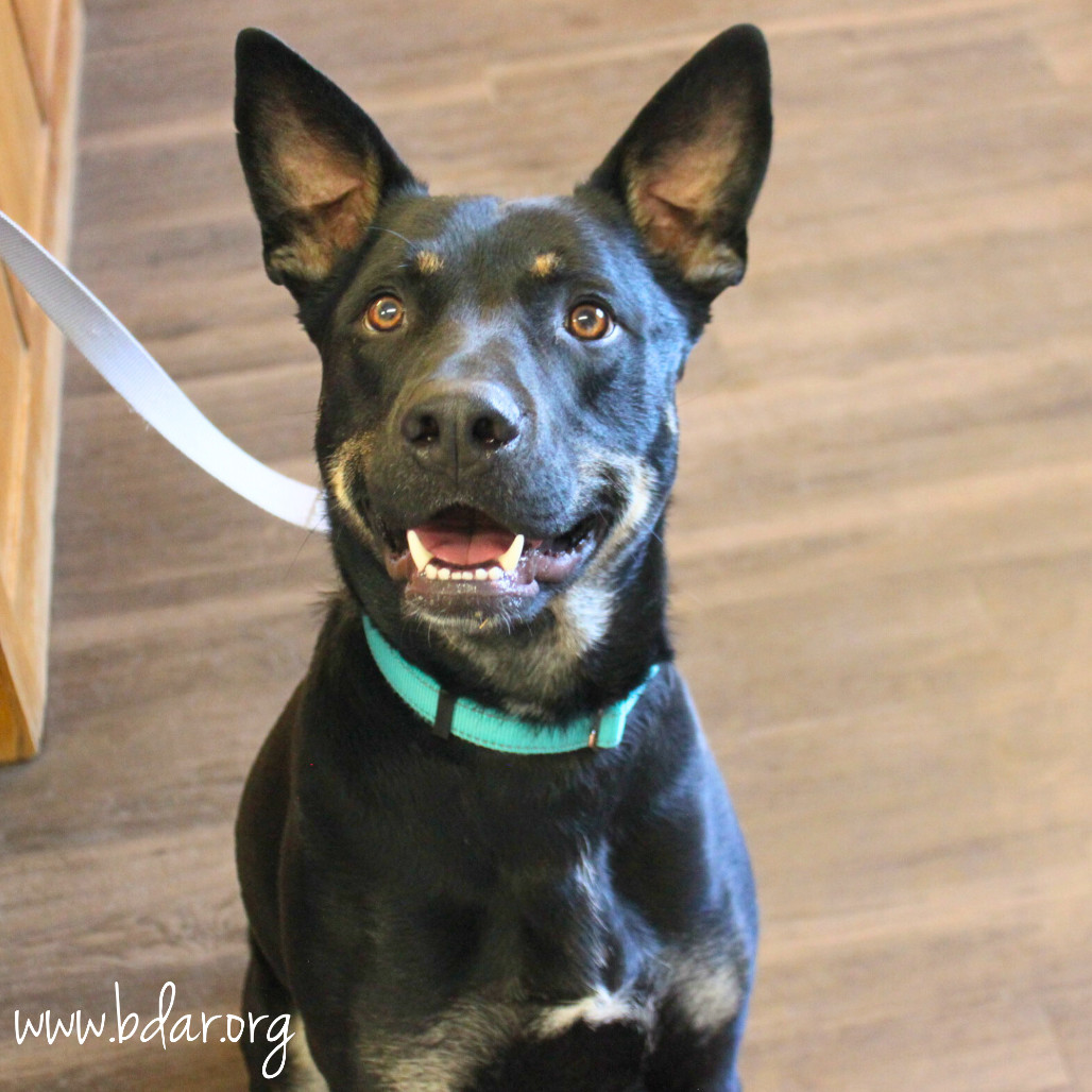 Nike, an adoptable Shepherd, Mixed Breed in Cheyenne, WY, 82009 | Photo Image 1
