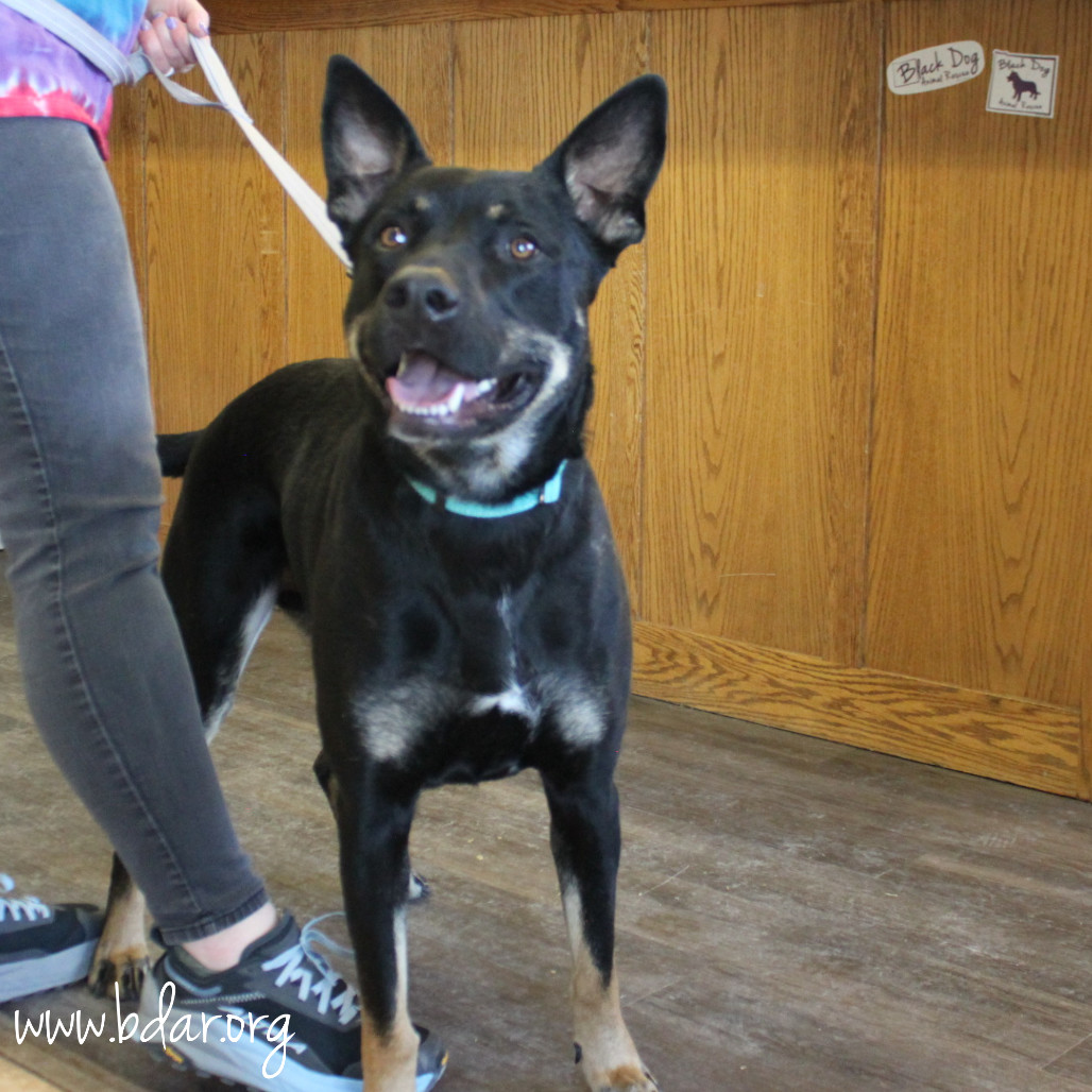 Nike, an adoptable Shepherd, Mixed Breed in Cheyenne, WY, 82009 | Photo Image 2