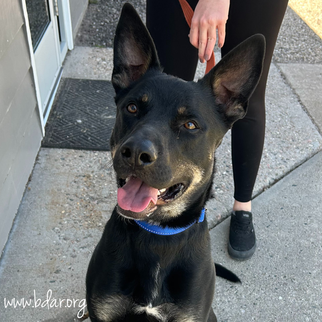 Nike, an adoptable Shepherd, Mixed Breed in Cheyenne, WY, 82009 | Photo Image 3